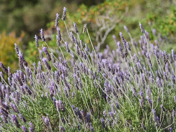 Lavendel Blommor Fältet — Stockfoto