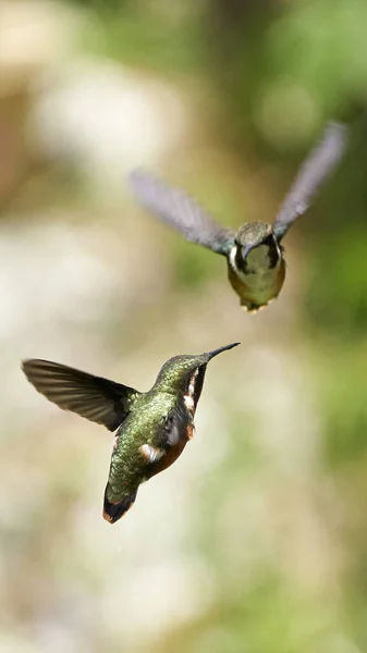 벌새를 가까이 — 스톡 사진