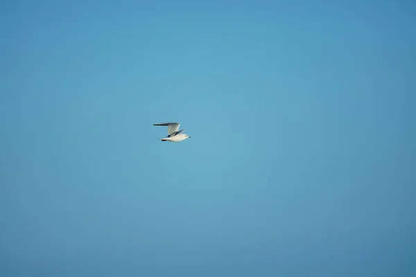 Gaivota Voando Céu — Fotografia de Stock