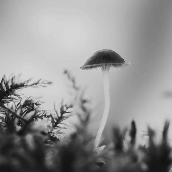 Beautiful White Mushroom Forest — Stock Photo, Image