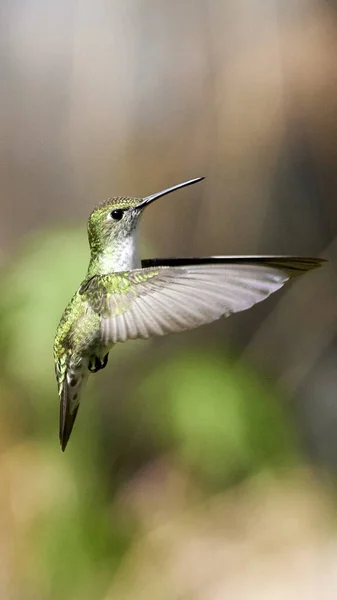 Közelkép Kilátás Kis Kolibri — Stock Fotó