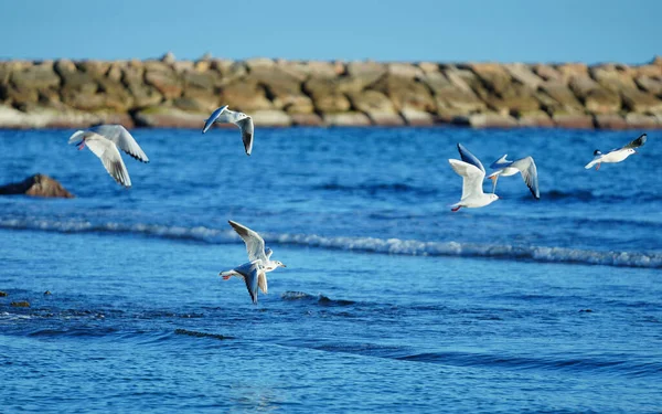 Gaivotas Voando Mar — Fotografia de Stock