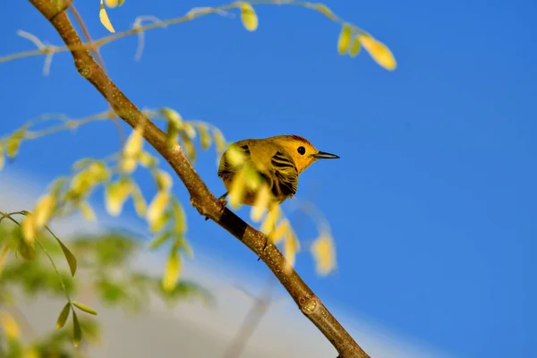 Vogel Een Tak Van Een Boom — Stockfoto