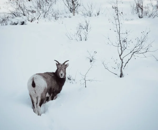 Lobo Branco Neve — Fotografia de Stock