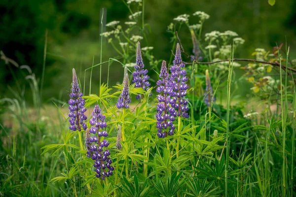 Hermosas Flores Jardín — Foto de Stock