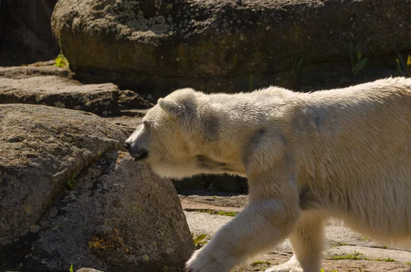 動物園の白いオオカミは — ストック写真