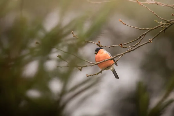 红头发啄木鸟栖息在森林里的树枝上 — 图库照片