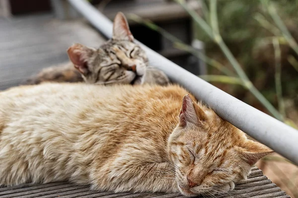 Gato Calle — Foto de Stock