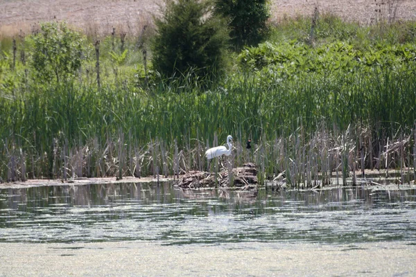 Witte Zwaan Het Meer — Stockfoto