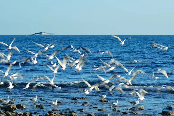 Gabbiani Che Sorvolano Mare — Foto Stock