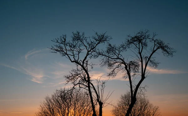 Schöner Sonnenuntergang Wald — Stockfoto