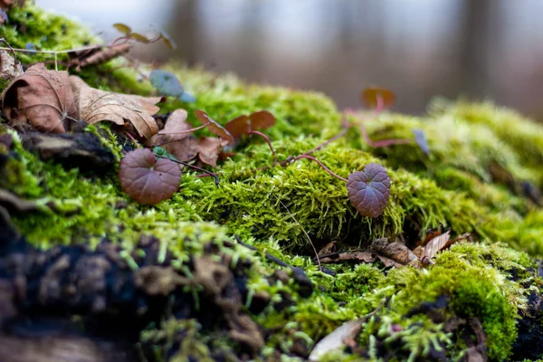 Mousse Sur Arbre — Photo