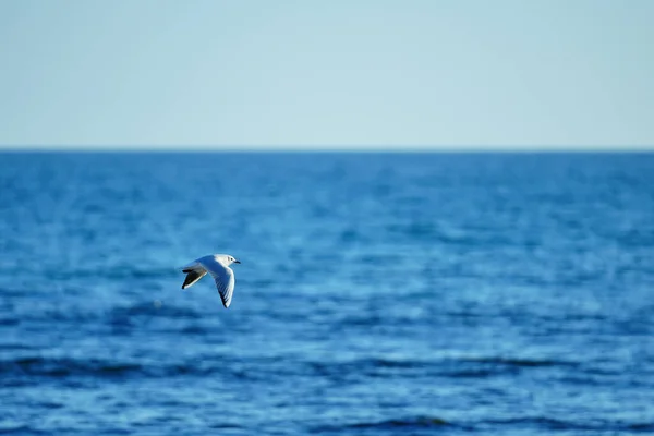 Möwe Fliegt Meer — Stockfoto