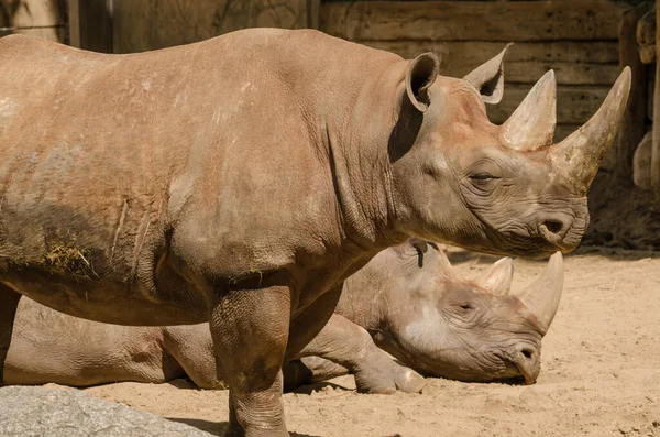 Nahaufnahme Eines Nashorns Zoo — Stockfoto