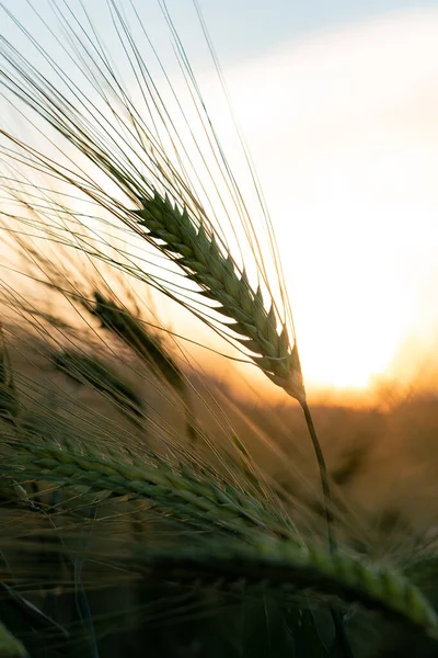 Tarweveld Landbouw Natuur — Stockfoto