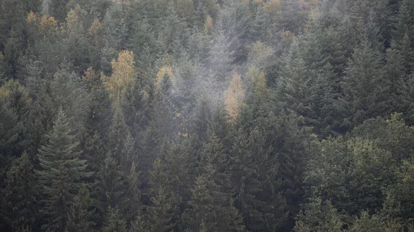 Bella Foresta Autunnale Con Alberi Foglie Verdi — Foto Stock