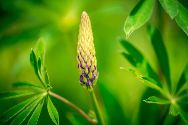 花园里一株植物的绿叶 — 图库照片