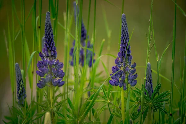 Belles Fleurs Dans Jardin — Photo