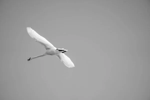 白天鹅在空中飞翔 — 图库照片