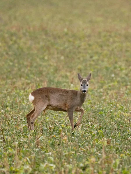 Young Deer Forest — Stock Photo, Image