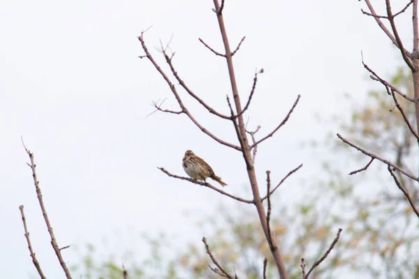 Vogel Auf Einem Ast — Stockfoto