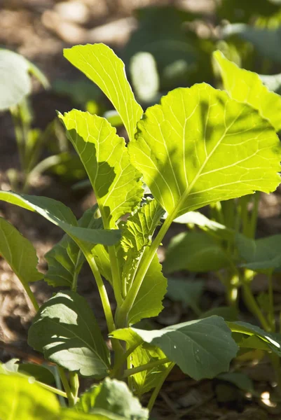 Green Leaves Plant Garden — Stock Photo, Image