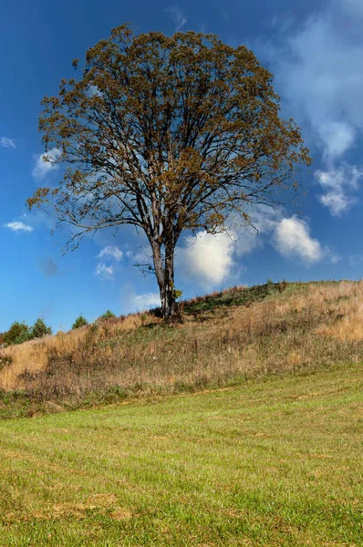 Hermoso Paisaje Con Árbol Cielo Azul — Foto de Stock