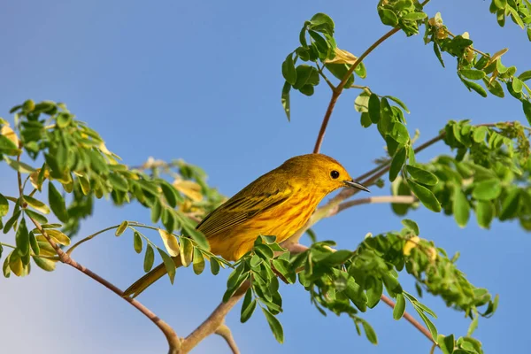 Krásný Pták Stromě — Stock fotografie