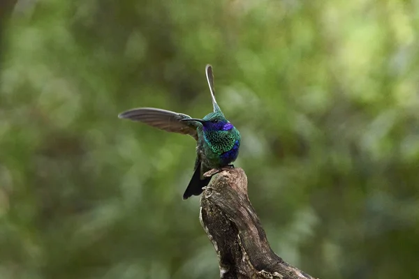 Primo Piano Vista Del Piccolo Colibrì — Foto Stock