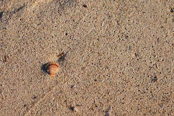 浜辺の貝殻 — ストック写真