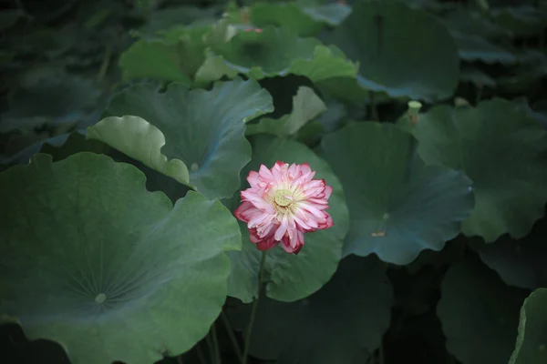 Квітка Лотоса Саду — стокове фото