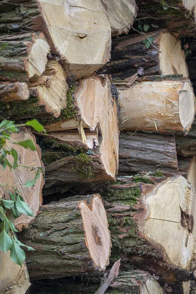 Pile Firewood Background — Stock Photo, Image