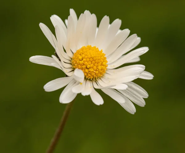 Fleur Marguerite Blanche Sur Fond Vert — Photo