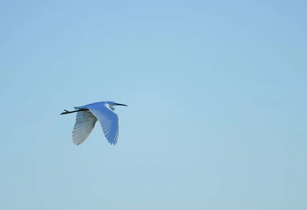 Gaivota Voando Céu — Fotografia de Stock