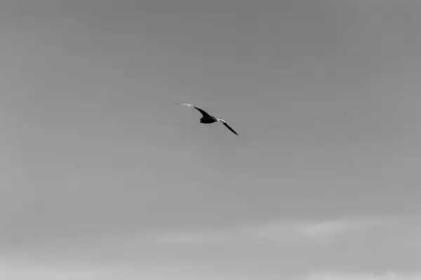 Чайка Літає Небі — стокове фото