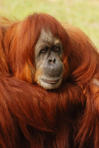 Close Orangutan Zoo — стоковое фото