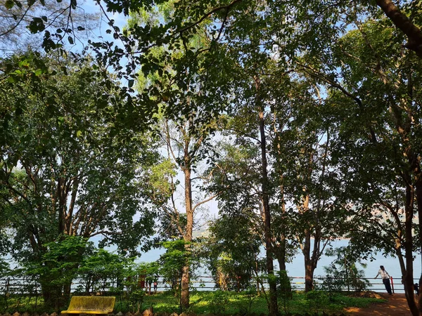 森林中的绿树 — 图库照片