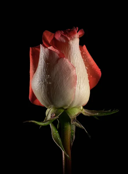 Belle Rose Rouge Sur Fond Noir — Photo