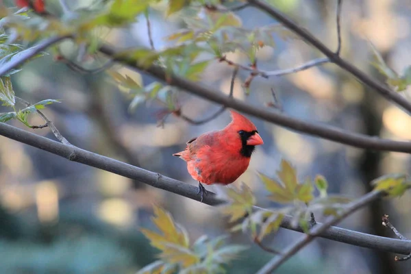 Arrendajo Rojo Sentado Árbol Bosque — Foto de Stock