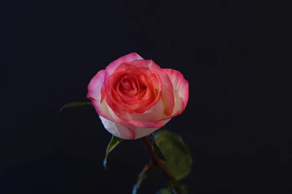 Schöne Rosa Und Gelbe Rosen — Stockfoto