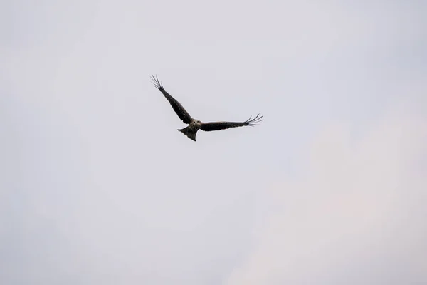 Gaviota Volando Cielo —  Fotos de Stock