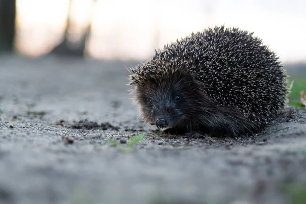 Ein Kleiner Igel Wald — Stockfoto