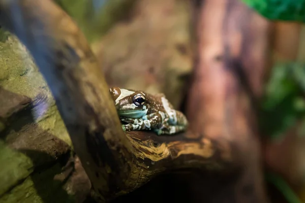 Żaba Gałęzi — Zdjęcie stockowe