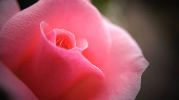 Belle Rose Rose Dans Jardin — Photo