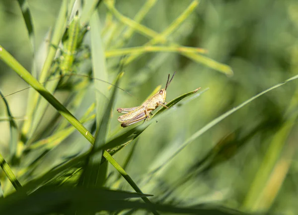 Sprinkhaan Een Groen Gras — Stockfoto