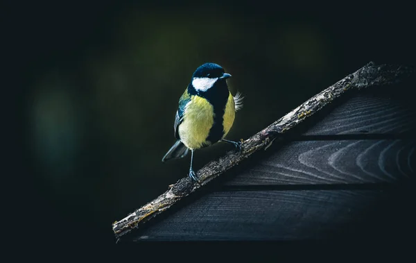 Nahaufnahme Eines Kleinen Vogels — Stockfoto