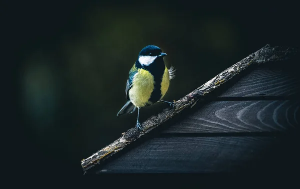 Vue Rapprochée Petit Oiseau — Photo