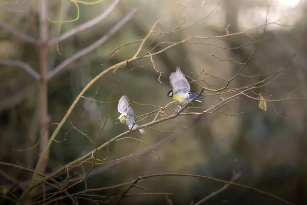 Ptak Lesie — Zdjęcie stockowe