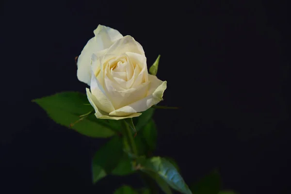 Einzelne Rosen Isoliert Auf Schwarzem Hintergrund — Stockfoto