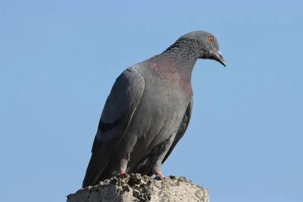 Gros Plan Pigeon Assis Sur Rocher — Photo